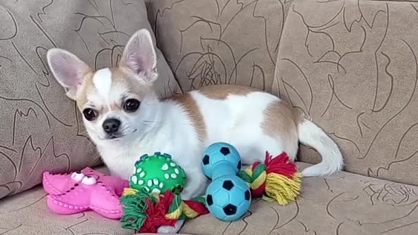Chihuahua σκυλί παίζει με παιχνίδια από καουτσούκ σε ένα μαλακό καναπέ. — Αρχείο Βίντεο