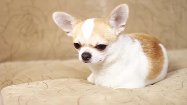 Chihuahua hund, pojke. Ligger ledsen på soffan. — Stockvideo