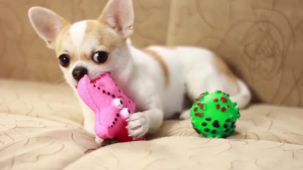 Пес чіхуахуа грає з гумовими іграшками на м "якому дивані.. — стокове відео
