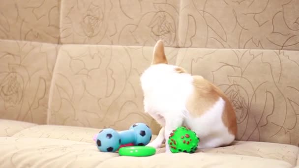 Chihuahua pies bawi się gumowymi zabawkami na miękkiej kanapie. — Wideo stockowe