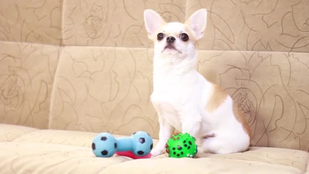 Chihuahua köpeği yumuşak bir kanepede plastik oyuncaklarla oynar.. — Stok video