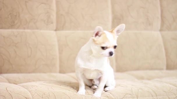 Chihuahua hund, pojke. Ligger, sitter, springer runt soffan och skäller. — Stockvideo