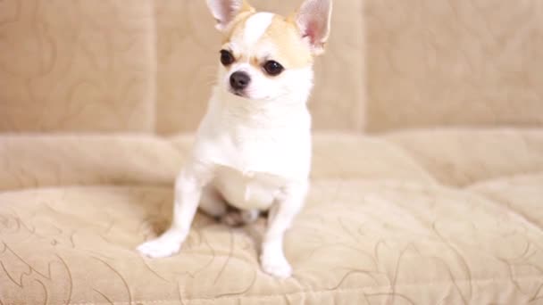 Chihuahua hund, pojke. Ligger, sitter, springer runt soffan och skäller. — Stockvideo