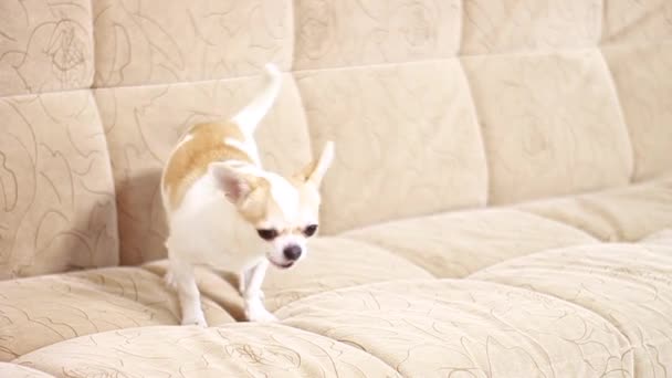 Chihuahua dog, boy. Lies, sits, runs around the sofa and barks. — Stock Video