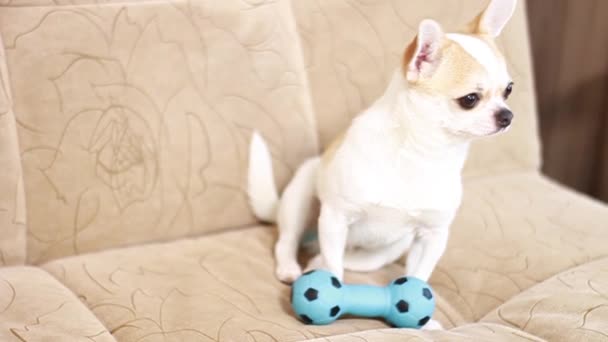 Чихуахуа-собака играет с резиновыми игрушками на мягком диване. — стоковое видео