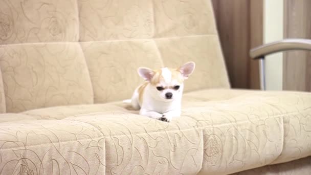 Пес чіхуахуа, хлопче. Брехня, сидить, біжить навколо дивана і гавкає. — стокове відео