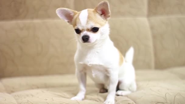 Pies Chihuahua, chłopcze. Kłamią, siadają, biegają po sofie i szczekają. — Wideo stockowe