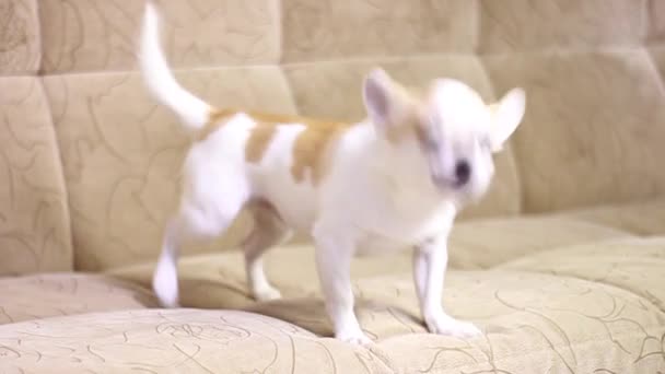 Chihuahua kutya, fiú. Hazudik, ül, szaladgál a kanapén és ugat.. — Stock videók