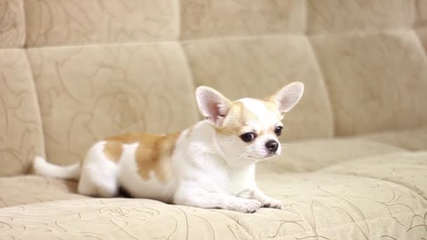 Chihuahua hund, pojke. Ligger, sitter, springer runt soffan och skäller. — Stockvideo