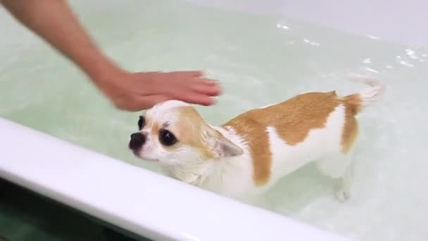 Chihuahua Cinsinin Sevimli Mutlu Köpeği Evlat Prosedürlerini Uygular Yıkar Küvette — Stok video