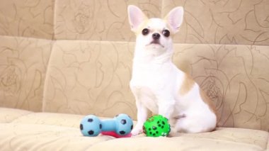 Chihuahua köpeği yumuşak bir kanepede plastik oyuncaklarla oynar. Top, yıldız, dambıl, genişletici, çok renkli kemik.