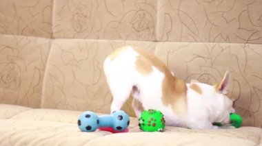 Chihuahua köpeği yumuşak bir kanepede plastik oyuncaklarla oynar. Top, yıldız, dambıl, genişletici, çok renkli kemik.
