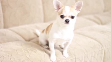 Chihuahua köpeği, evlat. Neşeli, sevimli, komik, üzgün, yorgun Yalanlar kanepede oturur ve havlar