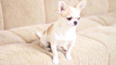 Chihuahua köpeği, evlat. Neşeli, sevimli, komik, üzgün, yorgun Yalanlar kanepede oturur ve havlar