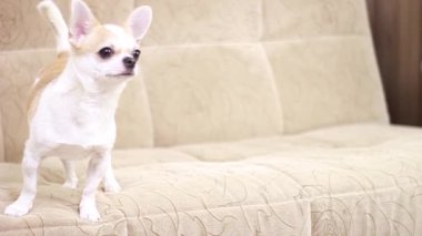Chihuahua köpeği, evlat. Neşeli, sevimli, komik, üzgün, yorgun Yalanlar kanepede oturur ve havlar