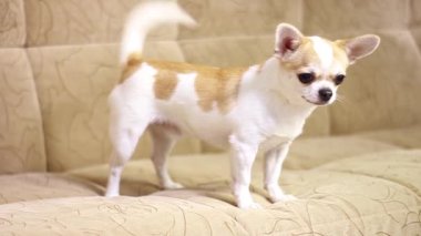 Chihuahua köpeği, evlat. Neşeli, sevimli, komik, üzgün, yorgun Yalanlar kanepede oturur ve havlar