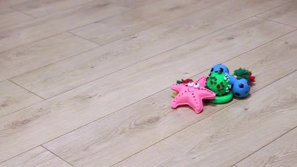 Пес Чіхуахуа Самець Грається Гумовими Іграшками Грабурові Іграшки Розширюються — стокове відео