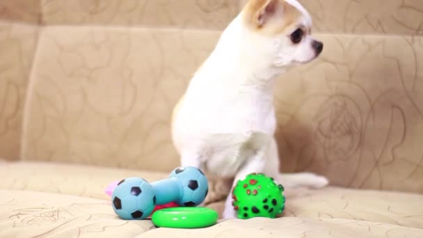 Chihuahua Köpeği Yumuşak Bir Kanepede Plastik Oyuncaklarla Oynar Top Yıldız — Stok video