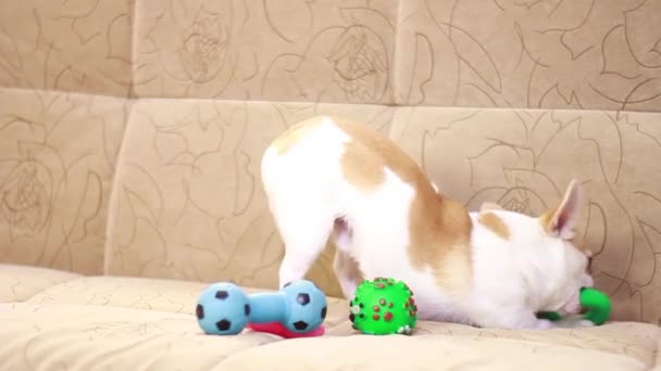 Чихуахуа Собака Играет Резиновыми Игрушками Мягком Диване Мяч Звезда Гантель — стоковое видео