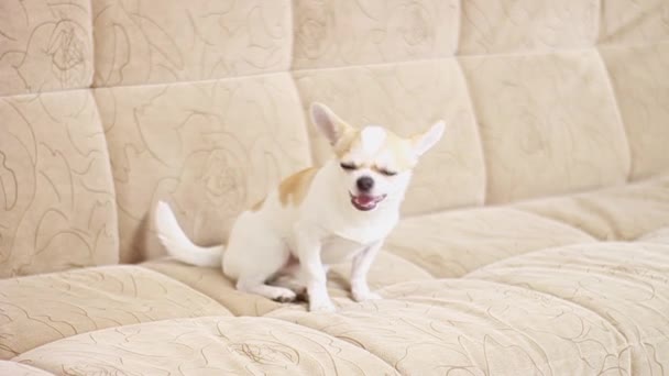 Chihuahua Köpeği Evlat Neşeli Sevimli Komik Üzgün Yorgun Yalanlar Kanepede — Stok video