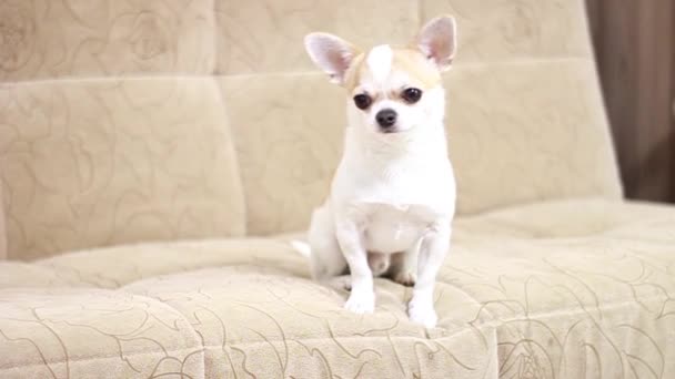Chihuahua Kutya Fiú Vidám Aranyos Vicces Szomorú Fáradt Hazugság Kanapén — Stock videók