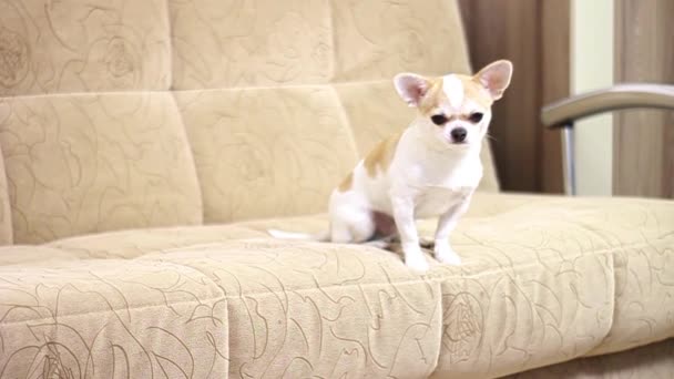 Chihuahua Mon Garçon Joyeux Mignon Drôle Triste Fatigué Mensonges Assis — Video