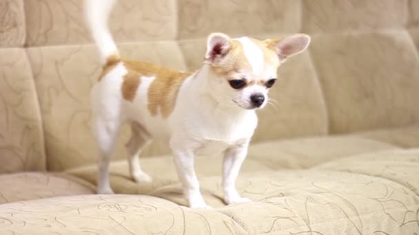 Chihuahua Köpeği Evlat Neşeli Sevimli Komik Üzgün Yorgun Yalanlar Kanepede — Stok video