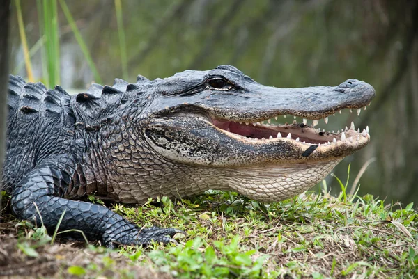 Amerikansk alligator — Stockfoto