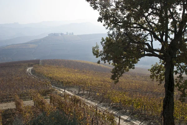 Winnice w pobliżu barolo, Piemont Włochy — Zdjęcie stockowe