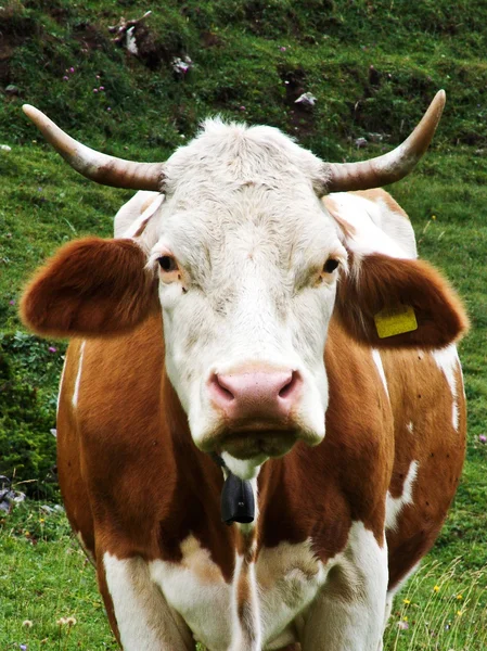Коричневая и белая корова, пасущаяся на лугах в горах — стоковое фото