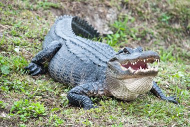 Amerikan timsahı everglades Ulusal Park. tüm vücut ve büyük ağız ve diş yakın çekim.
