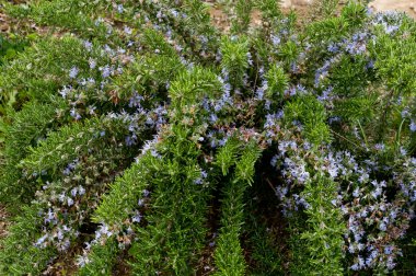 Biberiye bitki çiçeklerle bir sera