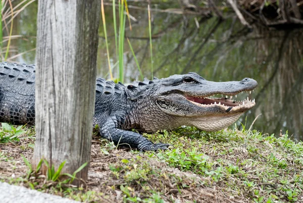 美洲短吻鳄在大沼泽地国家公园。身体和大嘴和牙齿的特写镜头. — 图库照片