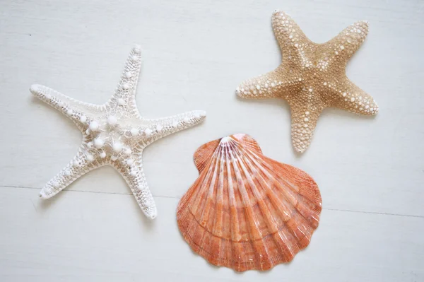 Coquille et étoiles de mer sur un fond en bois blanc — Photo