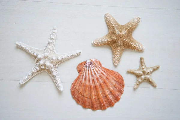 Shell och starfishes på en vit trä bakgrund — Stockfoto