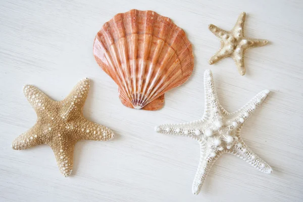 Shell and starfishes on a white wooden background — Stock Photo, Image