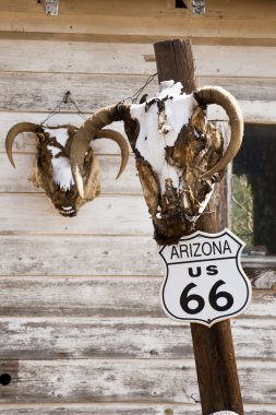 route 66, arizona, Amerika Birleşik Devletleri boyunca bir ahşap duvar asılı inek kafatası