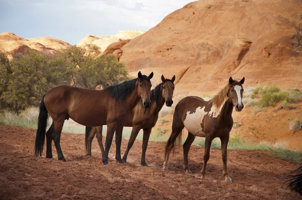 Paarden in het monument valley, arizona, Verenigde Staten Stockfoto