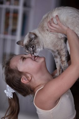 Çocuk oynuyor ve beyaz siyam kedisi öpüyor.