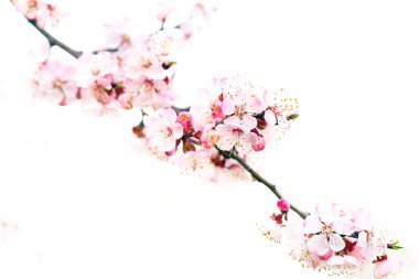 Güzel kırmızı bahar çiçekleri mavi gökyüzüne karşı.