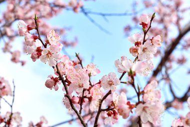 Güzel kırmızı bahar çiçekleri mavi gökyüzüne karşı.