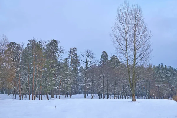 Tree, lawn and winter forest on a frosty day — Stock Photo, Image