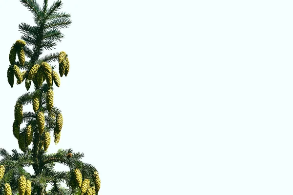 Julgran grön gren isolerad med kottar — Stockfoto