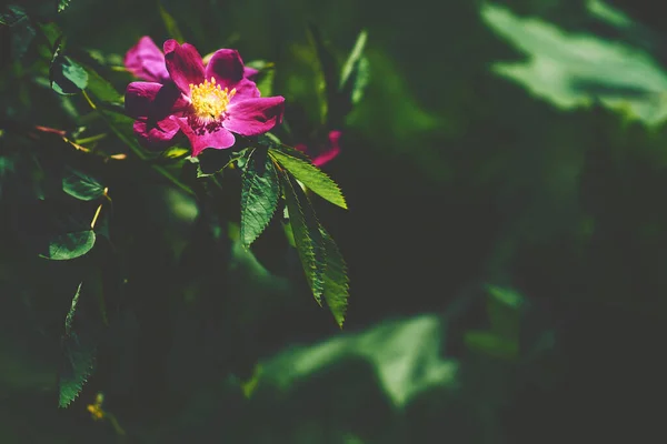 푸른 잎 사이에서 햇살을 받으며 피어 있는 부르고뉴 로세 고 꽃 — 스톡 사진