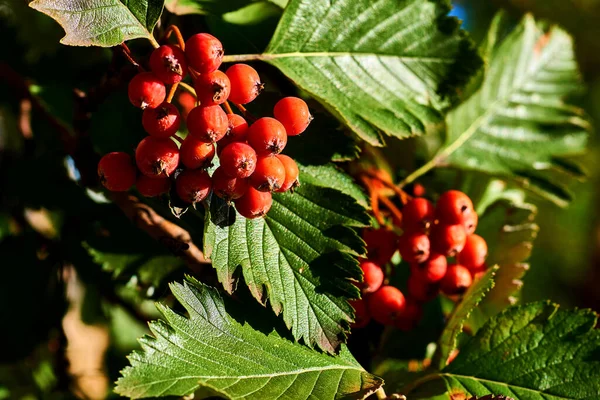 Красные лечебные ягоды вибурнума на солнце — стоковое фото