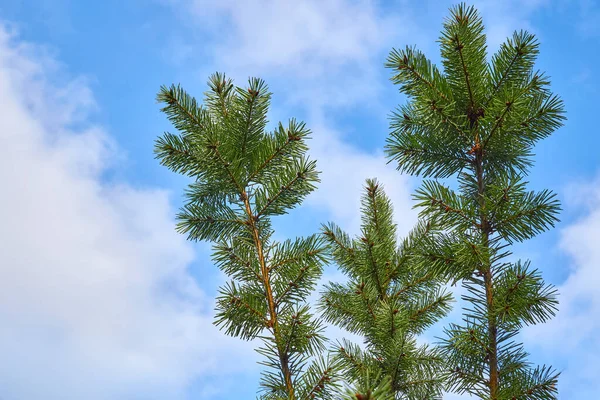 Grön gran grenar sig mot den blå himlen — Stockfoto
