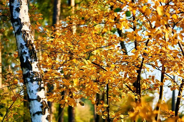 Weiße Birken und helle Herbstblätter an einem sonnigen Tag — Stockfoto