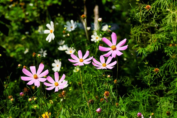 Vijf roze bloemen op een groen gras tapijt — Stockfoto