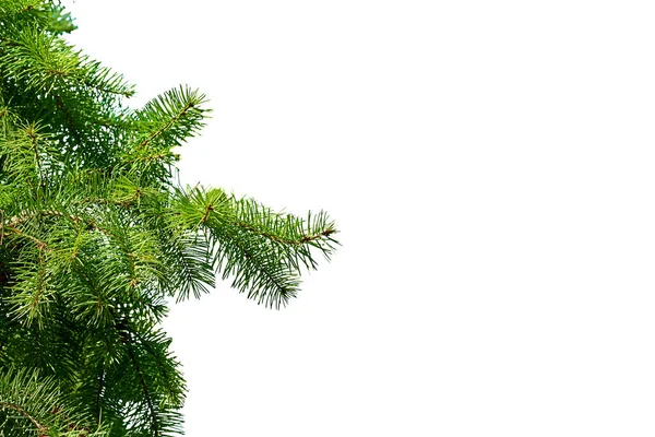 コーンで隔離されたクリスマスツリー緑の枝 — ストック写真