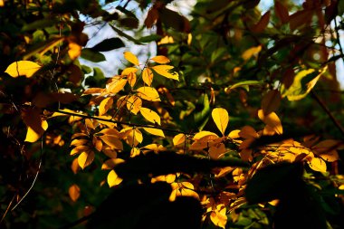 Yeşil yapraklar arasında Sonbaharın altın dalı